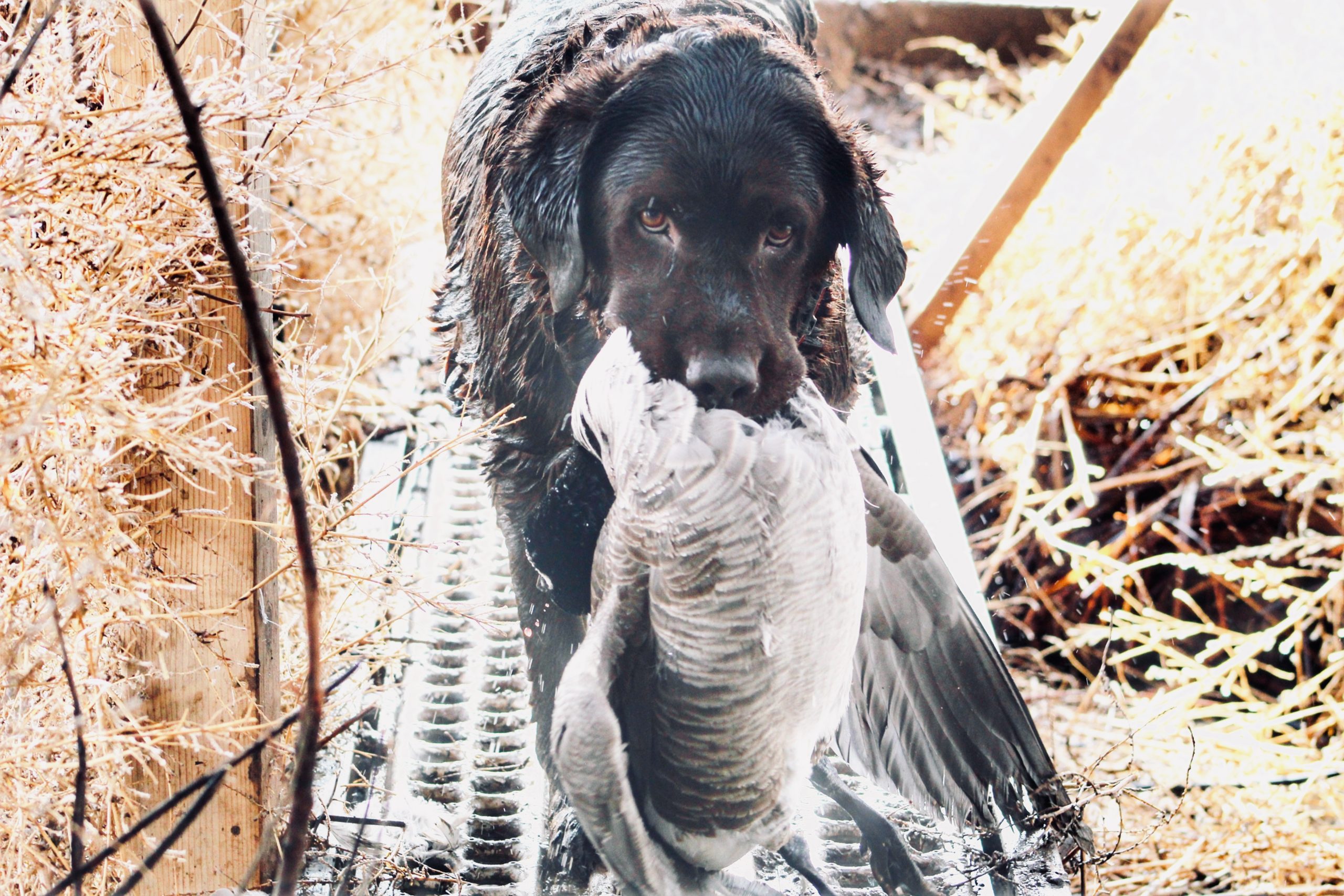 Guided Waterfowl Hunts Guided Waterfowl Hunts