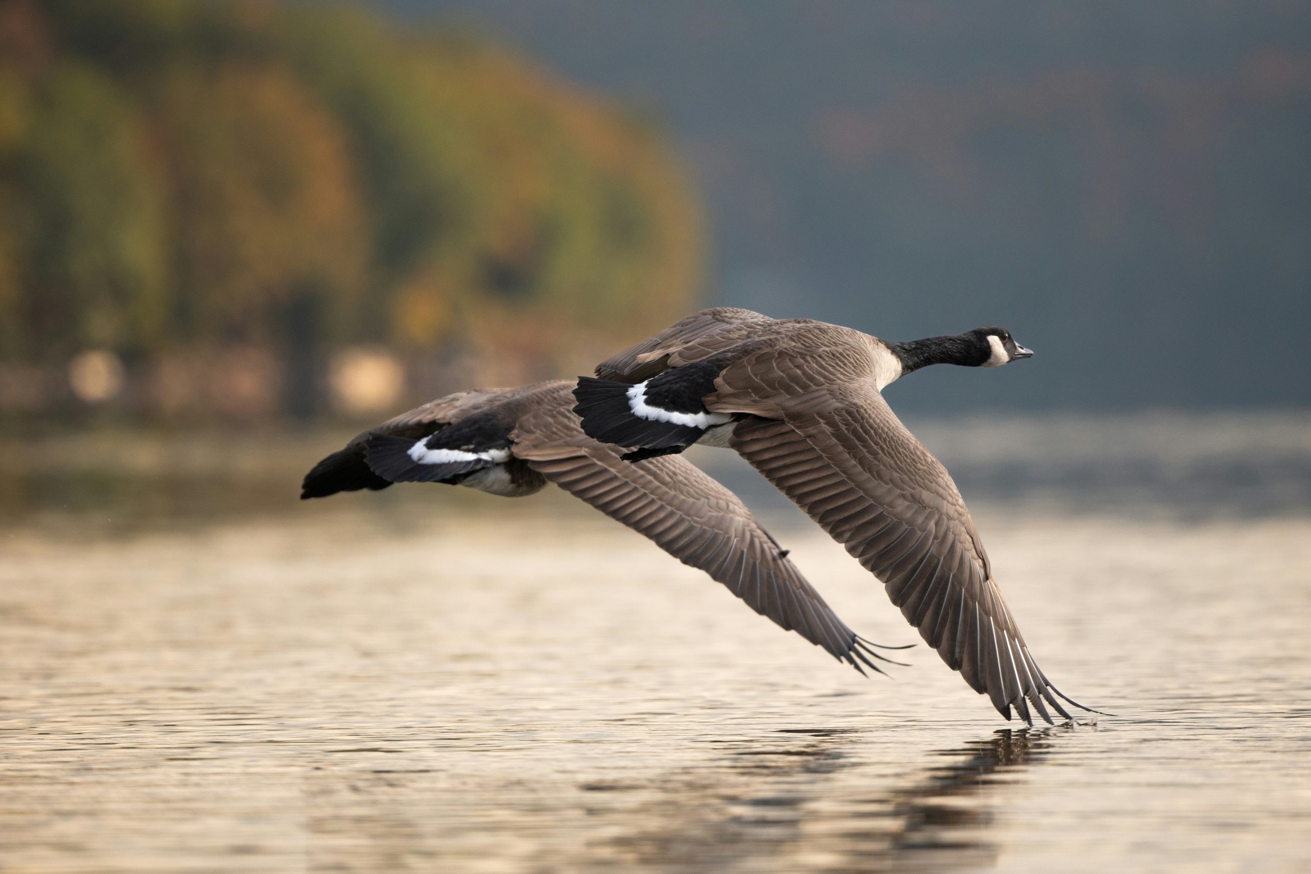 Guided Duck Hunts Goose hunts
