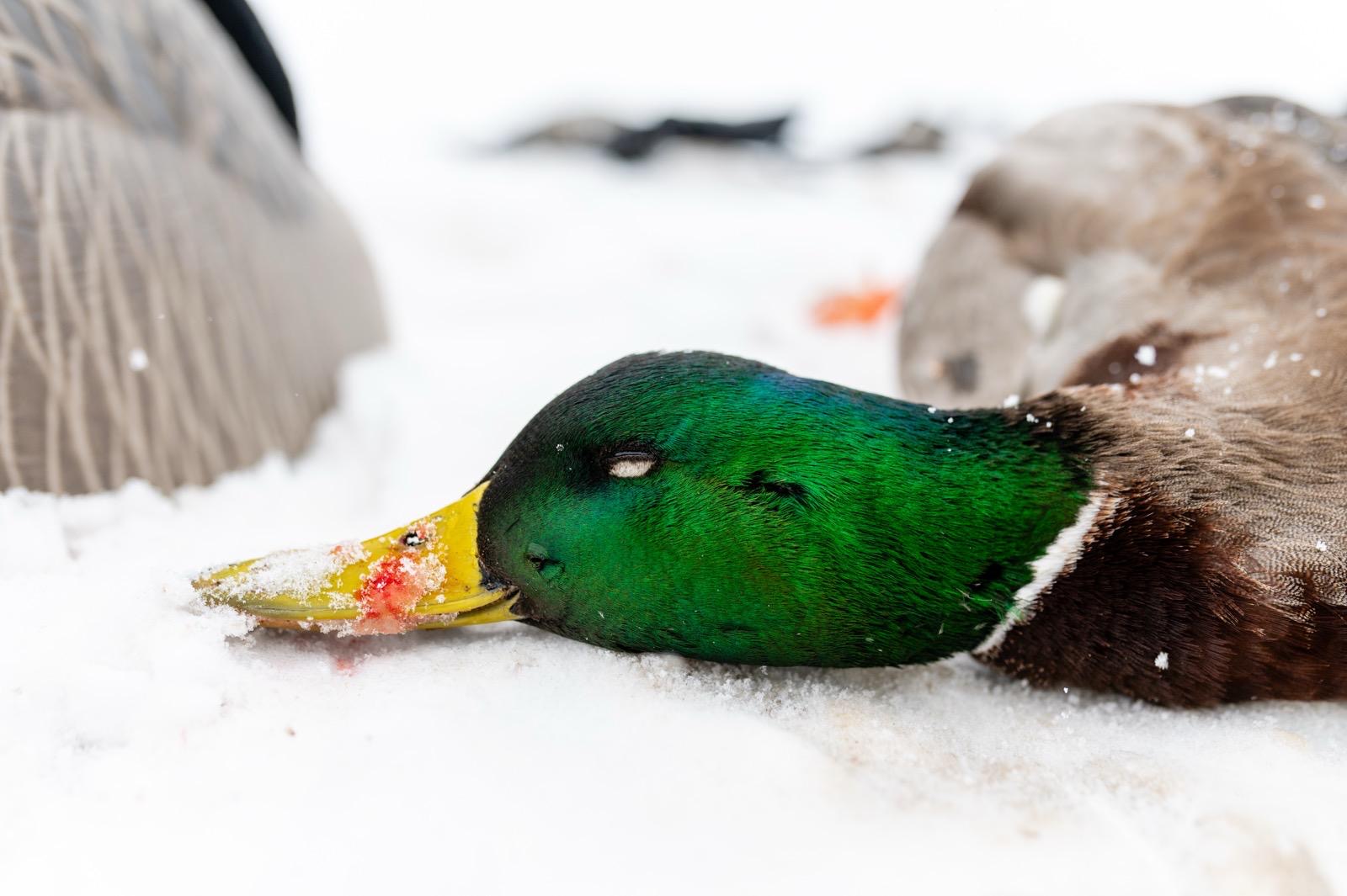 Duck Hunts Near Me Duck Hunting